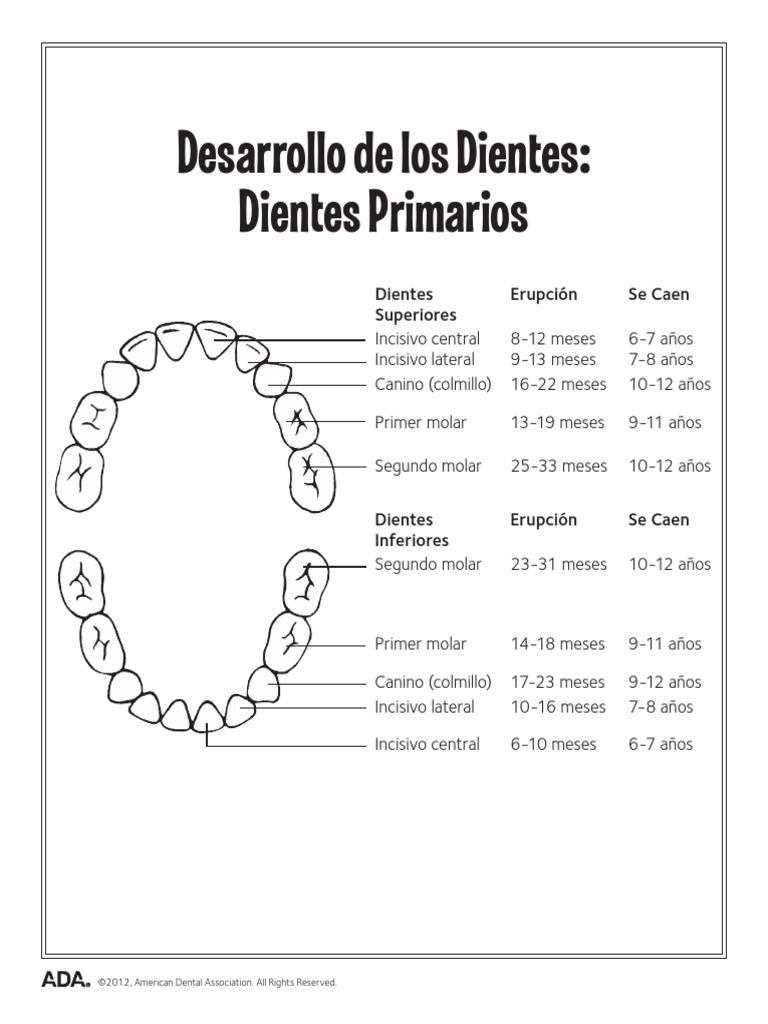 Desarrollo de los dientes